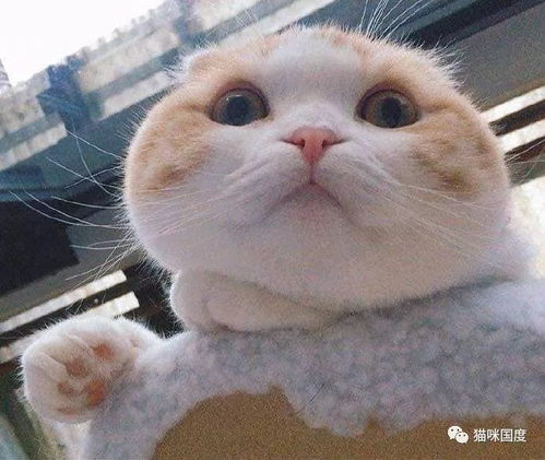 铲屎官家的猫咪,脸真大