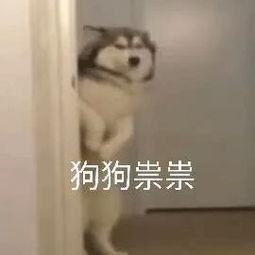 嘉升第一次参加股东大会,又穿西装又送礼物,姚大秋你学着点啦