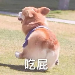 高级怼人表情包摆清你身为儿子的地位,怼怼气质出众的收图