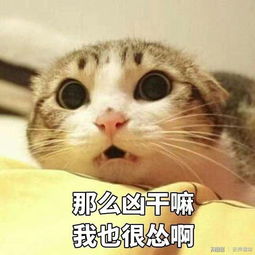 猫猫头表情包河豚