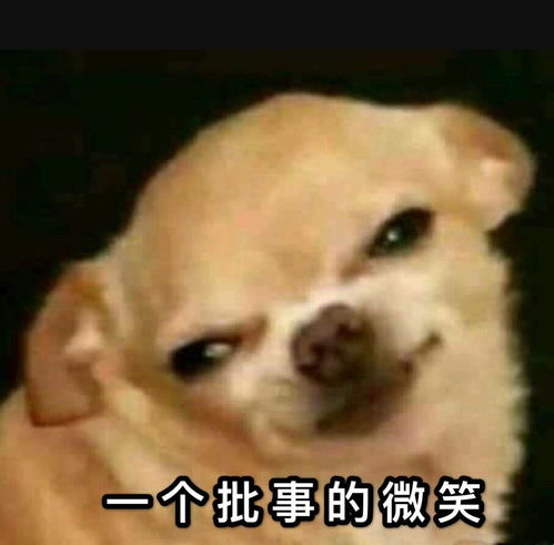 你有哪些关于猫狗的表情包