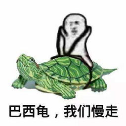 皮皮猪最新表情包下载皮皮猪我们走表情包下载高清无水印腾牛下载