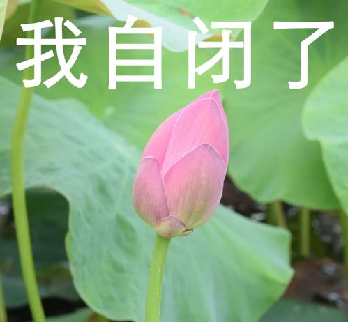 东软表情包出炉,速速保存,手慢无