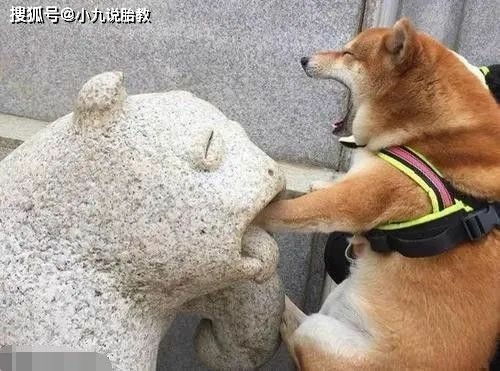 搞笑gif段子这只是个开始,以后还有得受的了