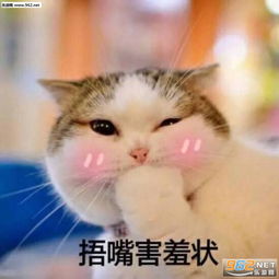 介绍一下我对象搞笑表情包图片你是要讲道理还是要我猫咪表情包下载乐游网游戏下载