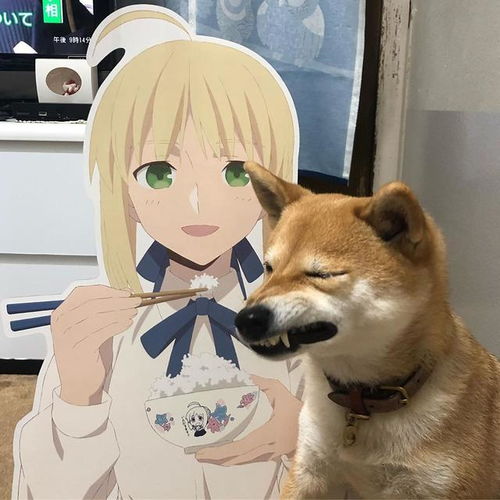 柴犬想吃卫宫家的饭,这次不用问我吾王同不同意,它都吃不到
