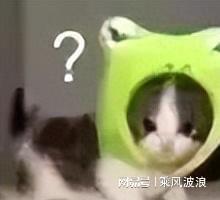 表情包问号表情包