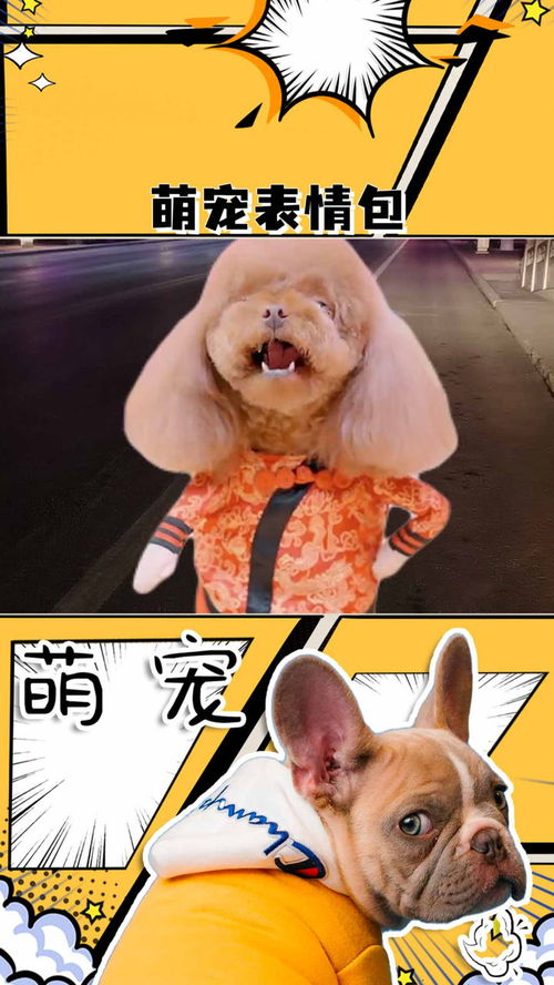 萌宠表情包带字图片困小狗