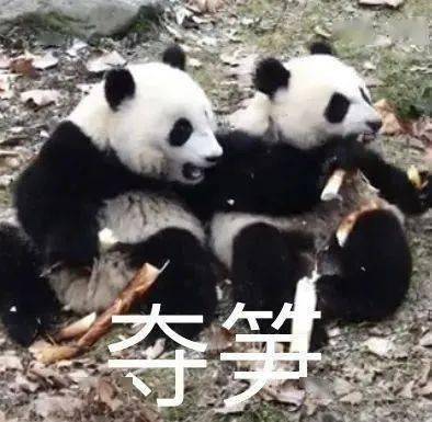 笋不笋呐夺笋啊表情包