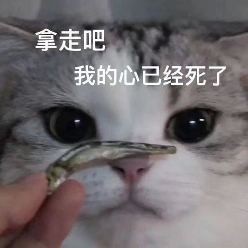 猫猫表情包合集你是猪头吗