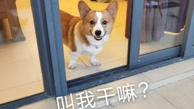 你已经是一只很可爱的大柯基了