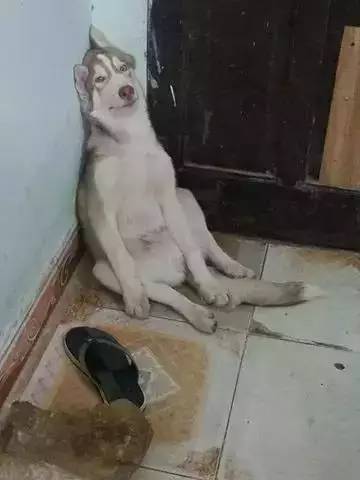 除了表情包,二哈的奇葩行为更是狗界的一股清流