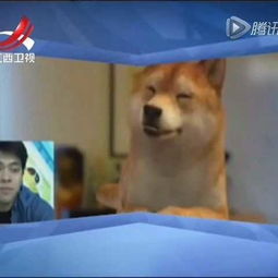 逗比狗狗模仿主人表情包萌宠逗比视频爱生活的娜姐的美拍