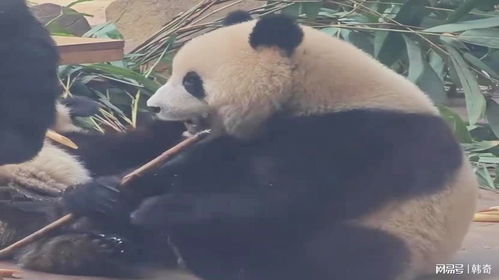 视频集国宝大熊猫北辰小甜包干饭要抱脚脚的原因是为了身体平衡