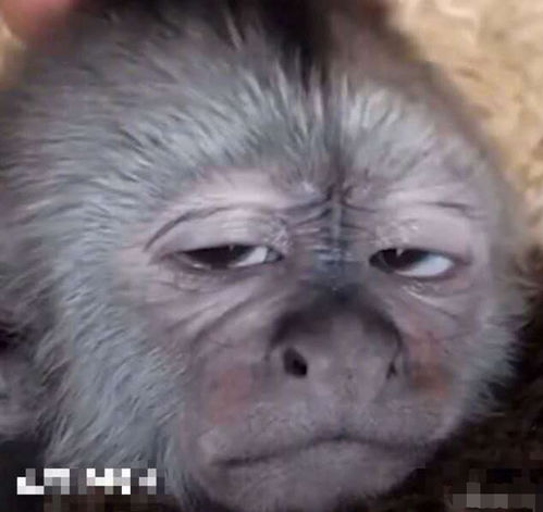 张一山晒近照好丑皮肤如黑炭三层眼皮太抢镜,评论区让人笑岔气