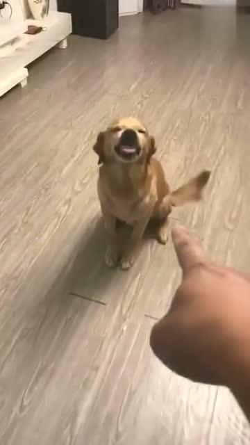 狗狗偷吃东西后被主人发现,这表情太暖了,成精了