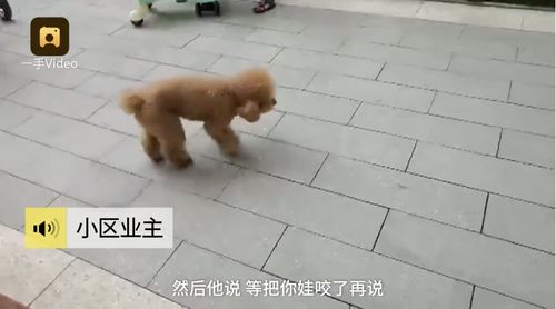河豚表情包主人