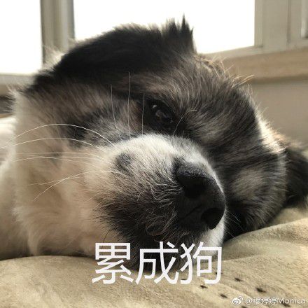 累爬的表情包
