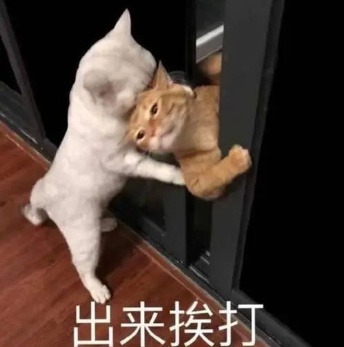 过来挨打表情包