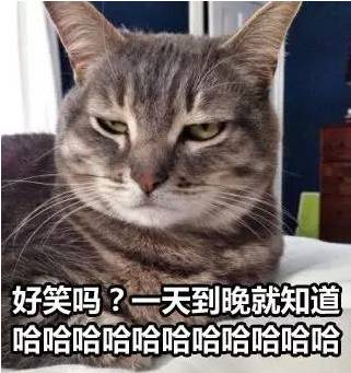 接住,大波猫咪表情包袭来...