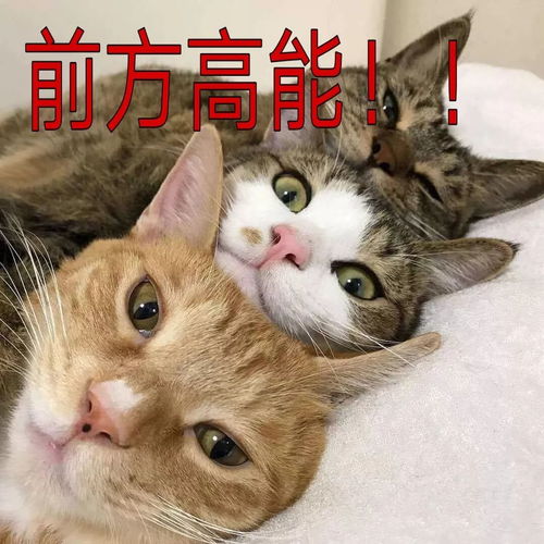 三只猫摇头的表情包