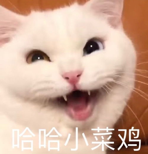萌宠表情包小猫咪凭什么要单身呢