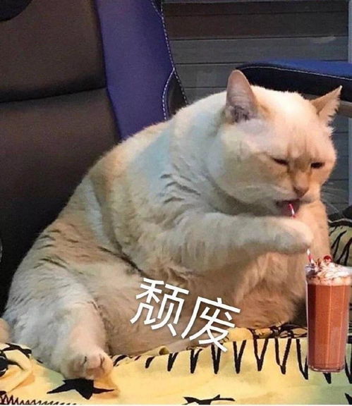 最新猫咪表情包这么可爱的表情包,你不喜欢吗