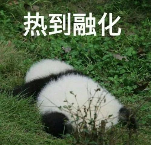 熊猫举手表情包国宝