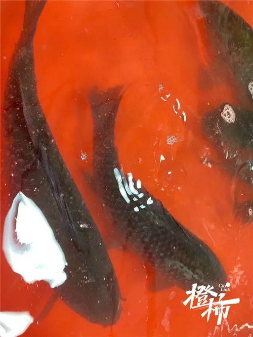 鲫鱼鳊鱼包头鱼今年淡水鱼集体涨价别急,杭州人爱吃的这几样水产,便宜了