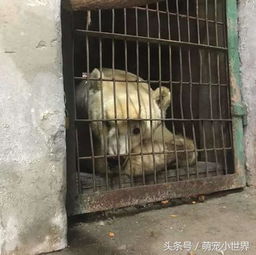 马戏团受虐多年的棕熊降落天堂般新家,惊喜表情看了想哭