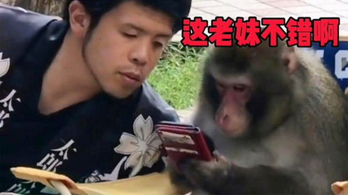 搞笑配音这猴子怕是成精了吧,这是学人家选妃呢