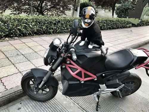 笑出声大爷给柴犬狗子带上了戴铁盆头盔,秒变表情包