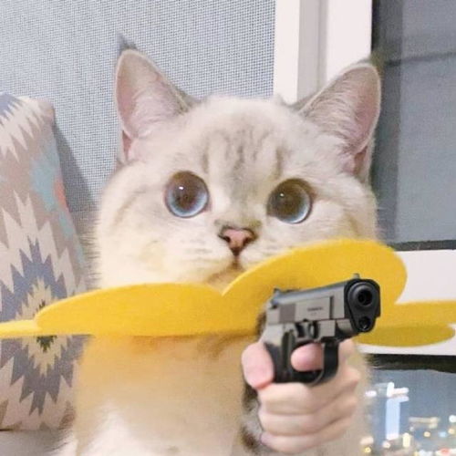 猫咪表情包合集我心爱的狗东西在吗