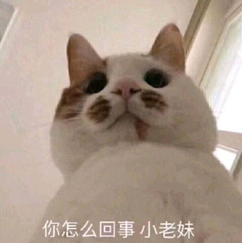 有趣又可爱的表情包
