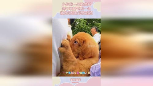 小伙第一天骑摩托,狗子表情说明一切,彼此的信任说没就没