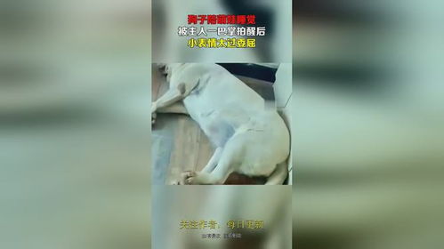 狗子陪萌娃睡觉,被主人一巴掌拍醒后,小表情太过委屈,
