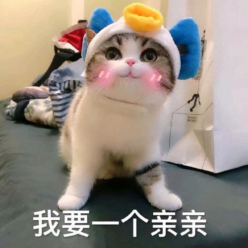 猫咪想要你亲亲时,会有这些表现,太可爱啦