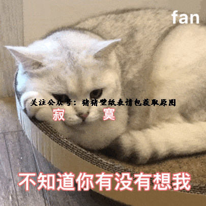可爱的小动物表情包,柴犬表情包,猫猫表情包