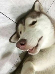 哈士奇睡姿迷人,没想到笑容更迷人
