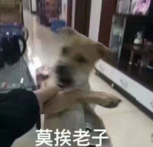 狗年摸狗头,万事不用愁搜狐搞笑搜狐网
