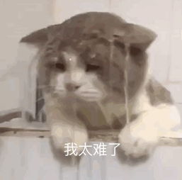 动图如何做成表情包浙大