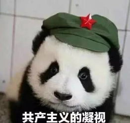 表情包熊猫头视频蛟龙出海