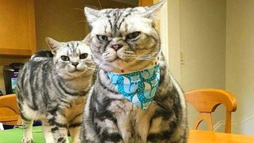 女朋友家养的猫表情简直跟我老丈人一模一样啊