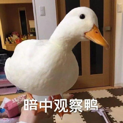 我会一直陪在你身边