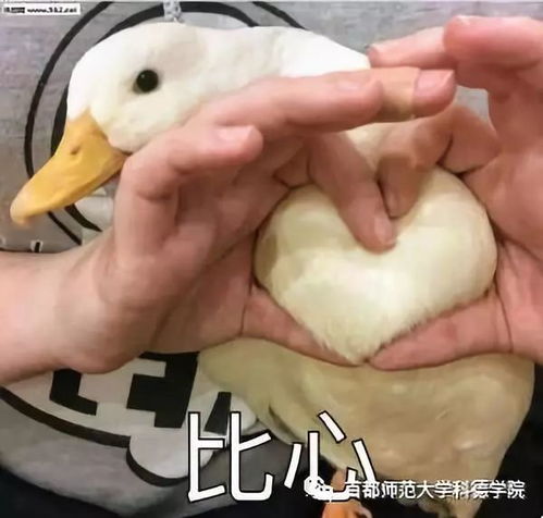 坚强表情包搞笑鸭鸭