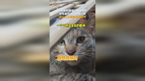 给救助的猫猫们集体绝育,颜色整齐动作表情一致,这么大工程量净身房呀