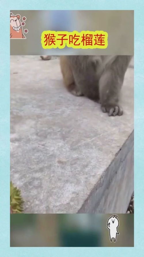 猴子第一次吃榴莲,表现出的表情,太搞笑