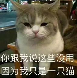 微信动物搞笑表情包