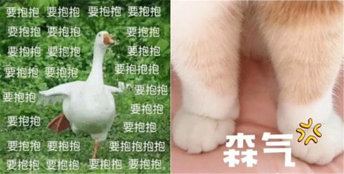 表情萌宠情侣表情包你是不是不爱我了急需抱抱和亲亲表情