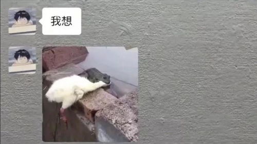 当代学生表白专用表情包